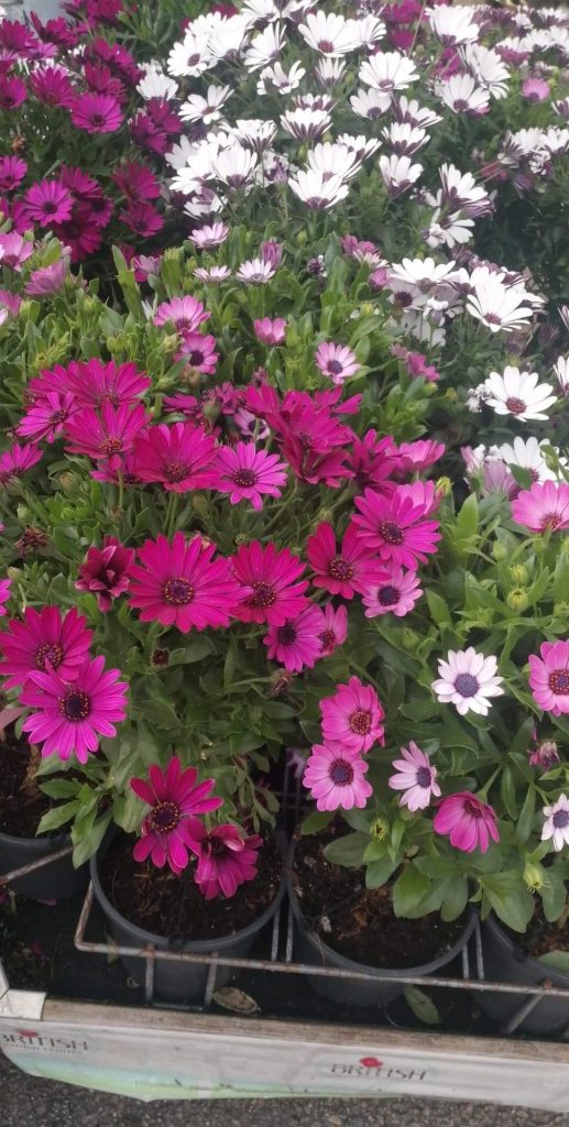 A picture of some pink daisies with black centres, framed by white daisies with black centres