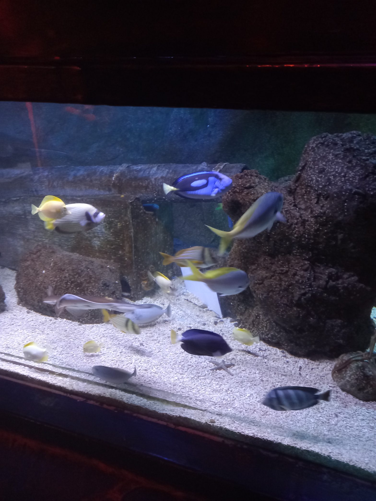 A picture of some fish swimming in a tank mainly dark blue ones with black markings