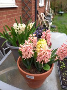 A picture of a pot of pink hyacinths, with a pot of blue and white hyacinths behind it, both sitting on a glass table